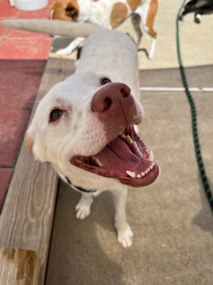 White lab with a big happy bark