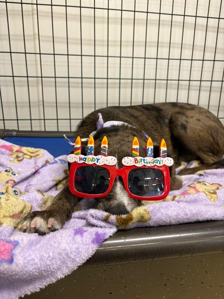 A brindle dog lounging in birthday glasses