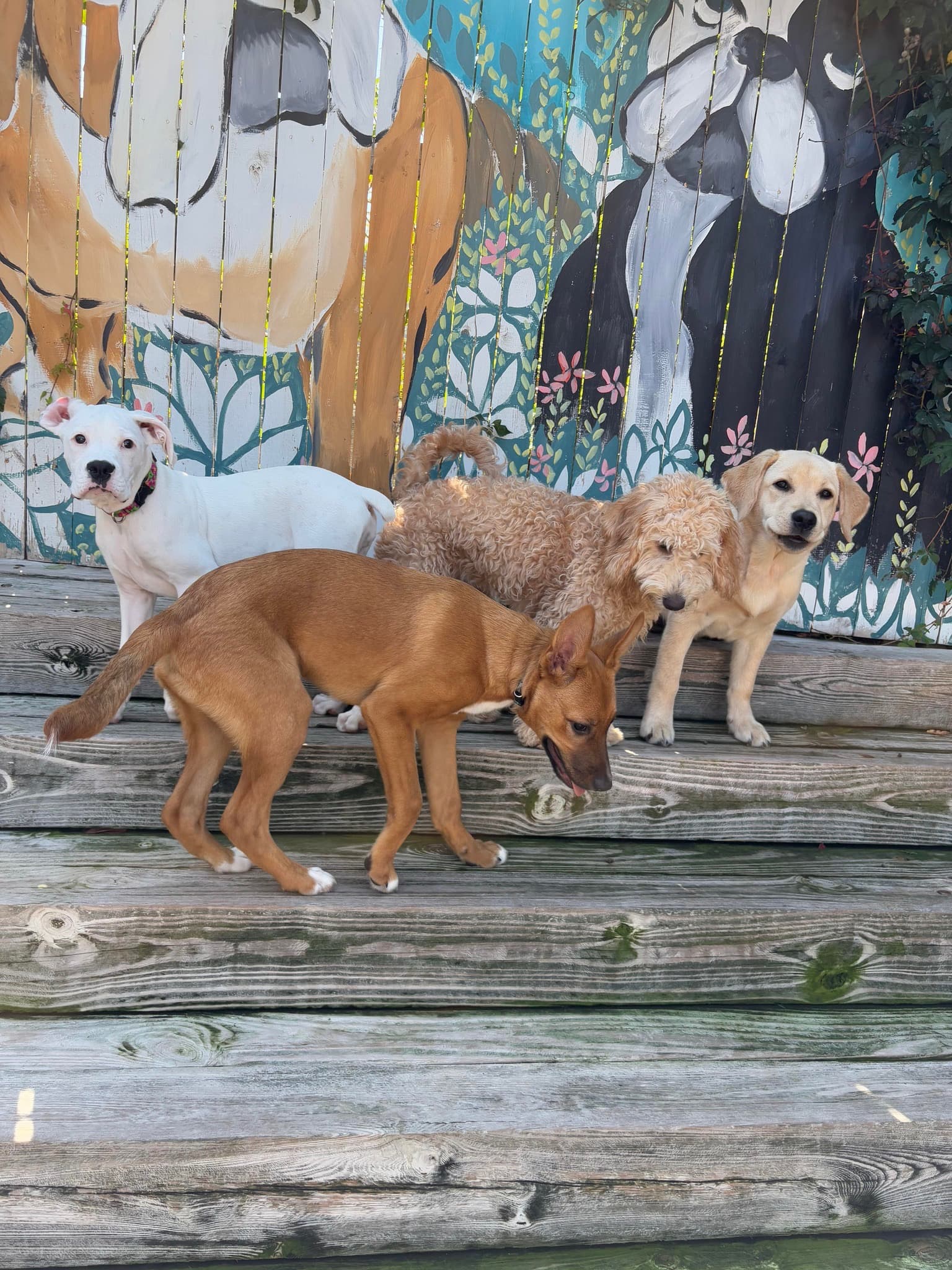 Four dogs hanging out in front of the outdoor mural