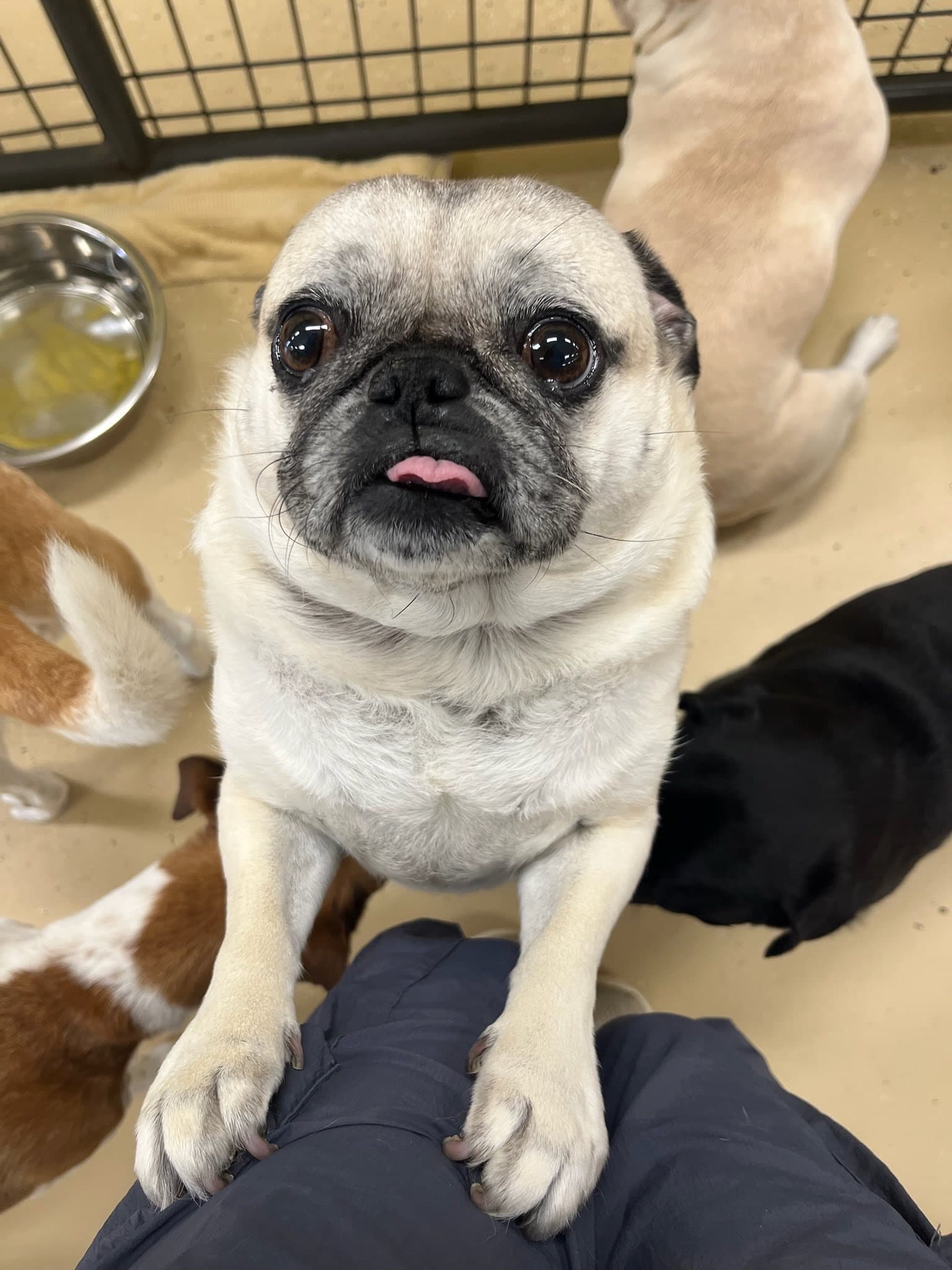 A CCC dog posing for the camera